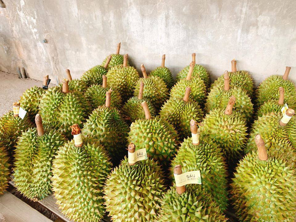 Sầu riêng chín tự nhiên khi ấn nhẹ vào cuống sẽ cảm nhận được cuống ướt và thấy nhựa chảy ra ngoài. Gai sầu riêng còn tươi mới, cứng, chắc chắn và màu sắc sáng đẹp.