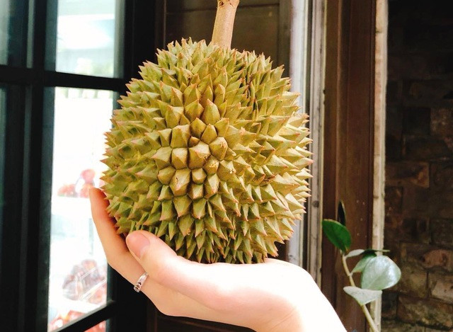 Với những quả không bị nứt vỏ, cần quan sát khắp các bề mặt nếu thấy có vương một chút bột vàng trên vỏ hoặc ngay phần cuống có bột màu cam thì rất có thể đó là những quả sầu riêng đã tẩm hóa chất.