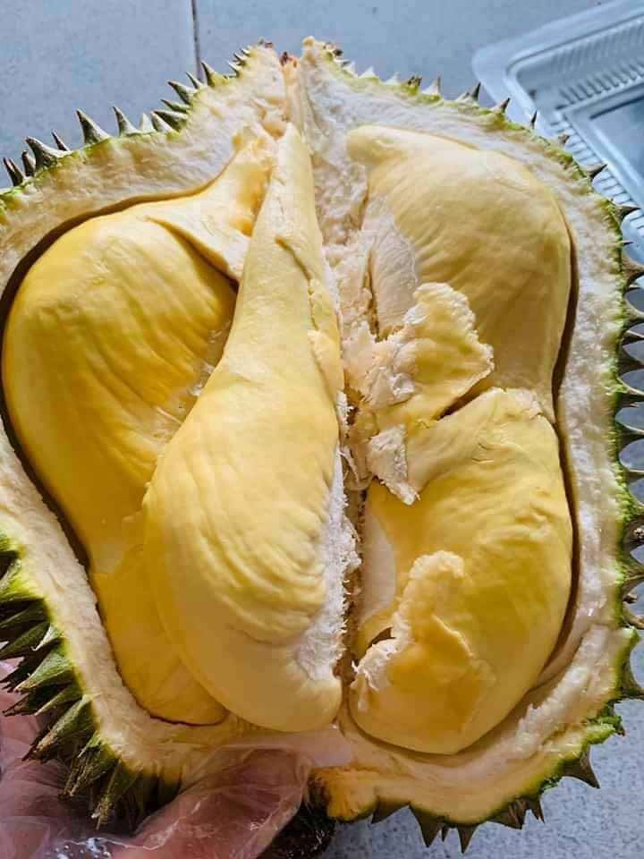 Ngoài ra, bạn cũng có thể nhận biết bằng cách kiểm tra gai sầu riêng. Sầu riêng đã già thì có gai nở to, rất cứng nhưng đầu gai hơi tròn chứ không nhọn hoắt và nhỏ xíu. Với quả chín ép hoặc quả còn non khi bóp hai gai gần nhau sẽ thấy chúng mềm.