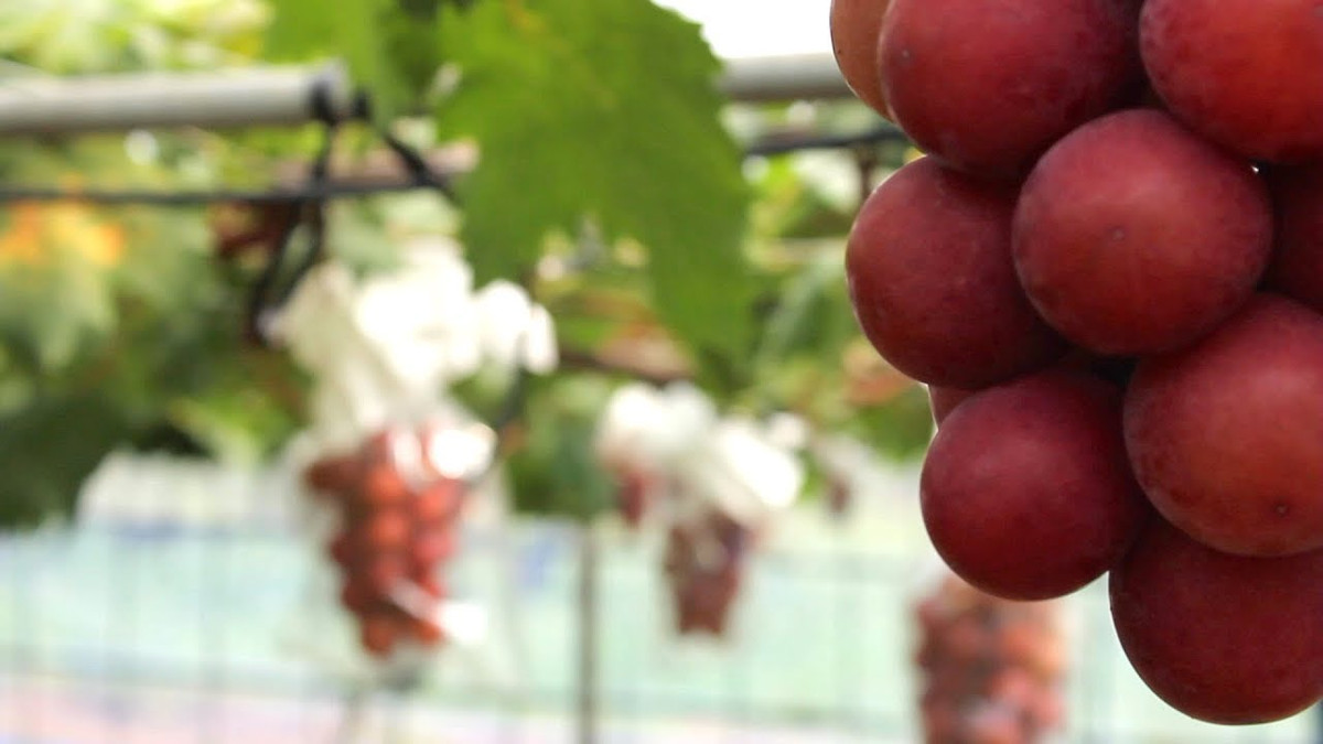 Sự phát triển của cây nho Ruby được ghi chép và đánh giá rất kỹ càng. Trong suối mùa sinh trưởng, các chồi bên được cắt tỉa định kỳ hai tuần một lần tại nút đầu tiên, chỉ để lại một lá. Ảnh: Inabata.