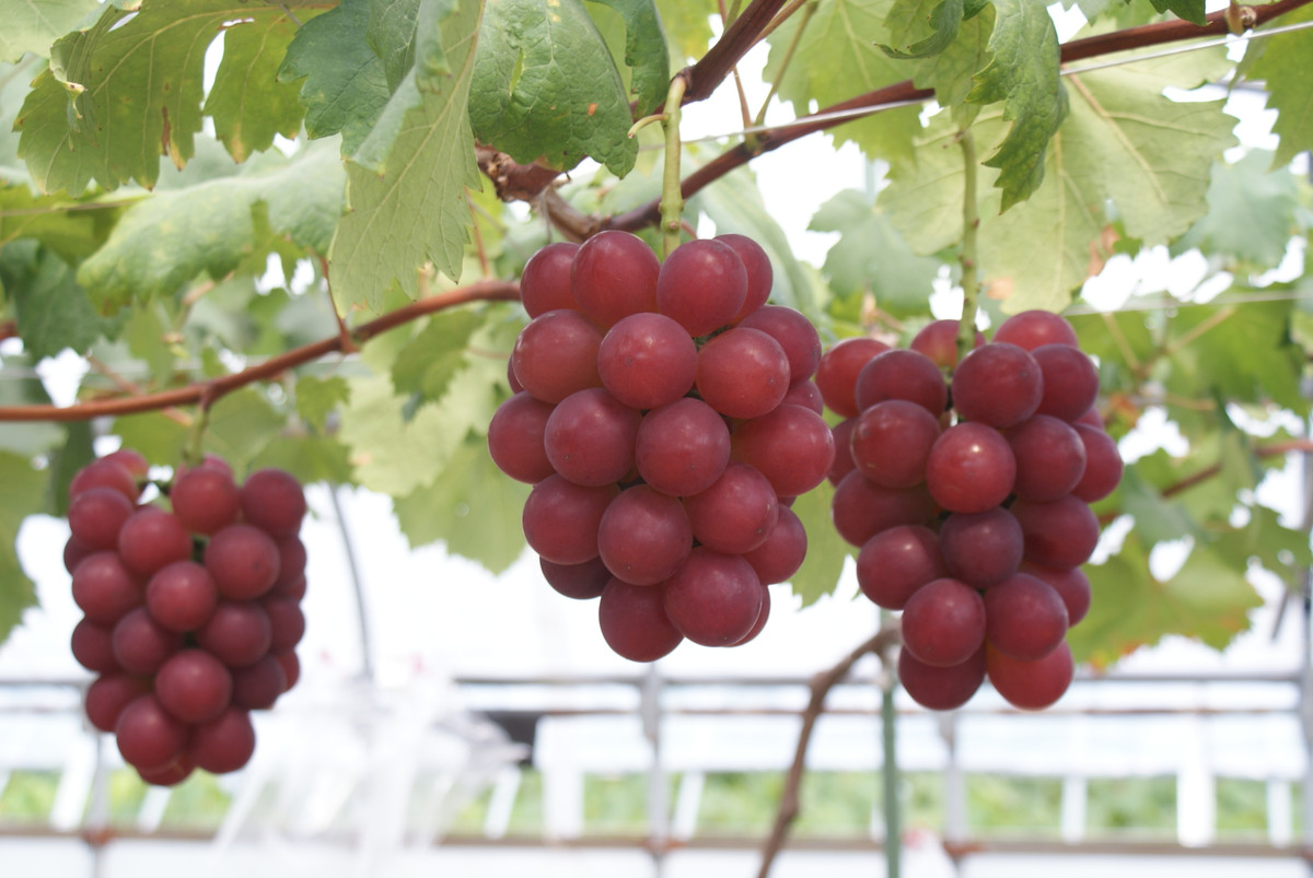 Quá trình trồng và chăm sóc nho Ruby Roman cũng vô cùng tỉ mỉ. Sau 2 tháng ươm mầm, các cây con đã bắt đầu đâm chồi và ra rễ. Người ta đem chúng trồng trong các chậu nhựa thể tích 60 lít, chứa đầy cát, vỏ cây phân và phân bón. Toàn bộ quá trình trồng sẽ diễn ra trong nhà kính. Ảnh: Inabata.