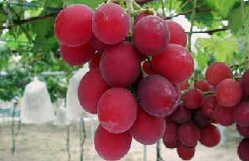 Quá trình tưới nước được hệ thống tưới nhỏ giọt thực hiện tự động mỗi ngày. Đặc biệt, không bón phân trong suốt quá trình cây sinh trưởng. Ảnh: Youtube.