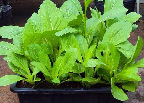 Nếu tháng 5, 6 là điều kiện thích hợp để trồng cải ngọt, cải xanh, cải ngồng, cải chíp thì tháng 7 này, bạn nên trồng các loại cải như cải mơ, cải bẹ mào gà, cải cúc.