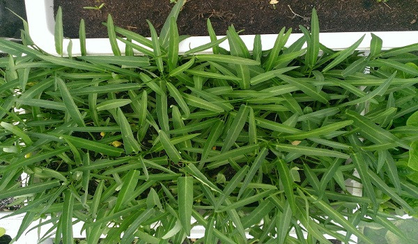 Là loại rau quen thuộc trong mỗi bữa cơm của người Việt, rau muống có thể được trồng từ ngọn hay từ hạt đều cực kỳ dễ. Đặc biệt, rau muống có thể dễ dàng trồng trong thùng xốp và cho thu hoạch sau 4-6 tuần.