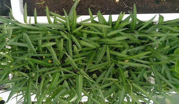 Là loại rau quen thuộc trong mỗi bữa cơm của người Việt, rau muống có thể được trồng từ ngọn hay từ hạt đều cực kỳ dễ. Đặc biệt, rau muống có thể dễ dàng trồng trong thùng xốp và cho thu hoạch sau 4-6 tuần.