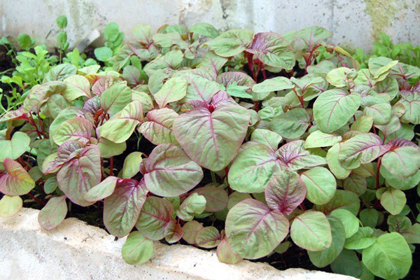 Rau dền tuy không tốn nhiều công chăm sóc, nhưng vẫn cần phải thường xuyên tưới nước. Rau có thể cho thu hoạch trong khoảng khoảng 30-45 ngày.