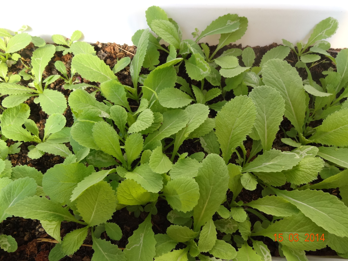 Hàng ngày tưới nước đều 02 lần vào sáng sớm và chiều muộn, nhằm giúp cây sinh trưởng và phát triển tốt. Sau thời gian từ 30 - 40 là bạn sẽ có rau để ăn.