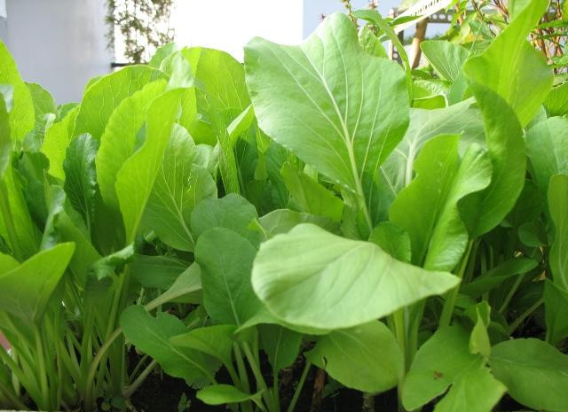 Loại đất trồng phù hợp là đất phù sa, hoặc có thể sử dụng đất thịt pha cát, đất mùn có chứa nhiều chất dinh dưỡng.