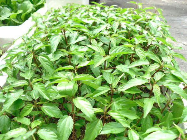 Có 2 loại rau đay đỏ và rau đay trắng. Rau đay đỏ ăn sẽ ngon hơn rau đay trắng, nhưng việc trồng rau đay đỏ tốn nhiều thời gian hơn rau đay trắng.