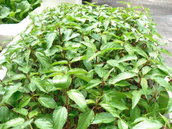 Có 2 loại rau đay đỏ và rau đay trắng. Rau đay đỏ ăn sẽ ngon hơn rau đay trắng, nhưng việc trồng rau đay đỏ tốn nhiều thời gian hơn rau đay trắng.