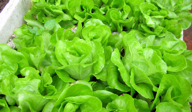 Ưa râm mát nên không trồng rau xà lách tại những nơi có nhiều ánh nắng chiếu trực tiếp.