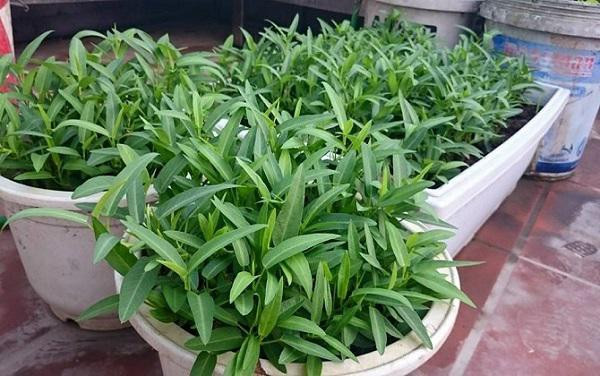 Khi tưới, nên sử dụng tưới dạng sương, tránh tình trạng nước làm dập lá. Trước khi thu hoạch khoảng 01 tuần, nên dừng việc tưới phân lại, nhằm đảm bảo an toàn thực phẩm.