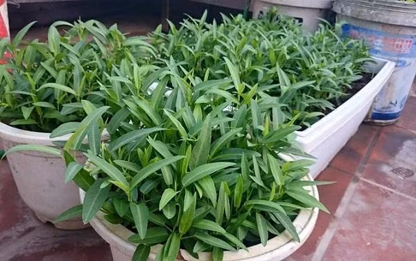 Khi tưới, nên sử dụng tưới dạng sương, tránh tình trạng nước làm dập lá. Trước khi thu hoạch khoảng 01 tuần, nên dừng việc tưới phân lại, nhằm đảm bảo an toàn thực phẩm.