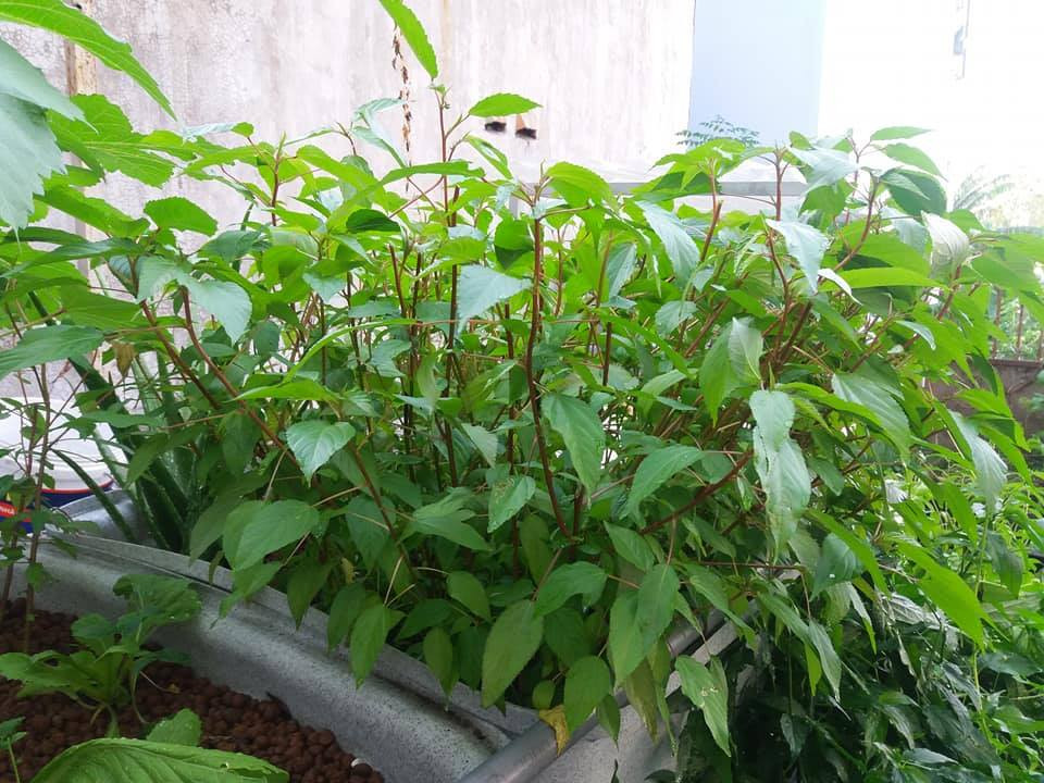 Khi trồng rau đay, cần lưu ý làm kỹ đất, gieo hạt nên gieo theo hàng, mỗi hàng cách nhau tầm 20cm, hằng ngày tưới nước dưỡng ẩm. Sau thời gian 50 - 60 ngày gieo trồng, là bạn có thể bắt đầu thu hoạch.