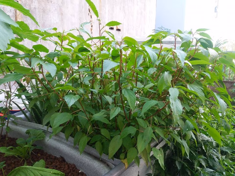 Khi trồng rau đay, cần lưu ý làm kỹ đất, gieo hạt nên gieo theo hàng, mỗi hàng cách nhau tầm 20cm, hằng ngày tưới nước dưỡng ẩm. Sau thời gian 50 - 60 ngày gieo trồng, là bạn có thể bắt đầu thu hoạch.