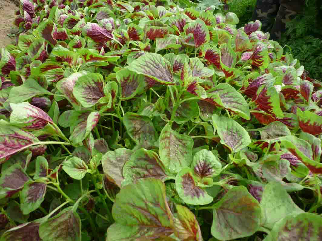 Dau thang 7, trong rau gi xanh tot vu vu?