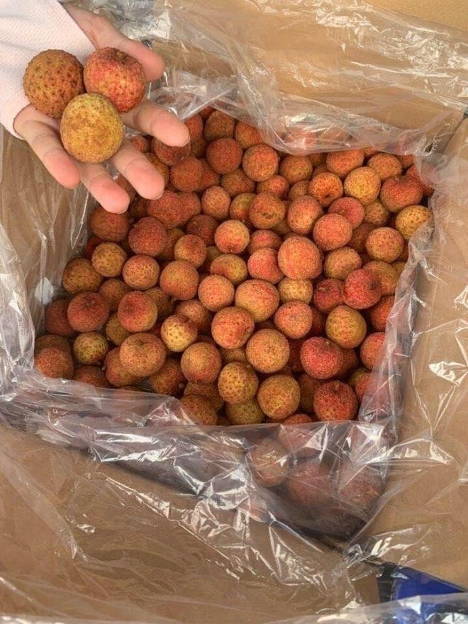 Ngày 15/12/2019, sau hơn 5 năm đàm phán giữa hai bên, Bộ Nông Lâm Ngư nghiệp Nhật Bản gửi thư cho Cục Bảo vệ thực vật thông báo chính thức mở cửa cho quả vải thiều Việt Nam xuất khẩu trực tiếp sang Nhật Bản kèm theo quy định về kiểm dịch thực vật nhập khẩu đối với vải thiều Việt Nam.