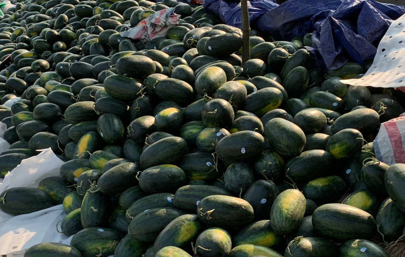 Một số tiểu thương cho biết, giá dưa hấu đang giảm rất mạnh do không xuất được sang Trung Quốc. Ảnh: Vietnamnet.