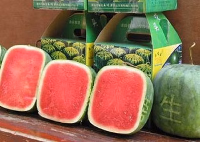 Nhiều khách hàng thưởng thức dưa hấu vuông cho biết, loại dưa này chỉ khác ở hình dạng, còn mùi vị và giá trị dinh dưỡng không mấy khác biệt. Ảnh: Phap luật TP HCM. Video: Dưa hấu ép nổi đắt hàng ngày Tết. Nguồn: VTC1