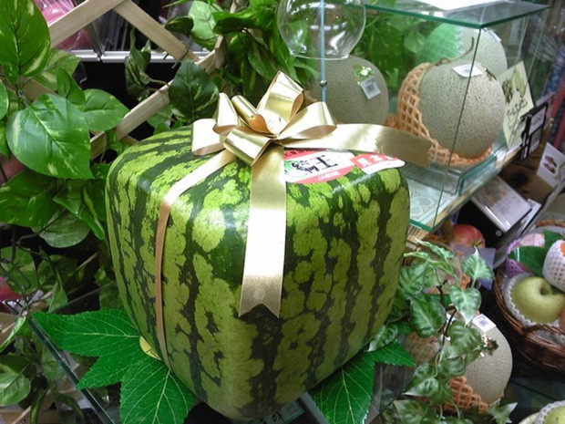 Một lý do nữa khiến dưa hấu vuông đắt đỏ là không phải lúc nào quả dưa cũng thành hình vuông vắn như mong muốn. Nếu dưa sâu bệnh hoặc chín nứt, nông dân sẽ thất bại. Ảnh: Kotaku.