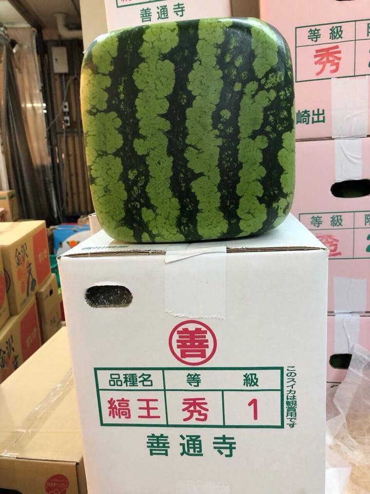 Dưa hấu vuông Nhật Bản nằm trong top những trái cây đắt nhất thế giới. Bên ngoài, dưa hấu vuông cũng giống các loại dưa hấu tròn thông thường: Màu xanh, có kẻ sọc trắng dọc thân. Ảnh: Khúc Ngọc Anh.