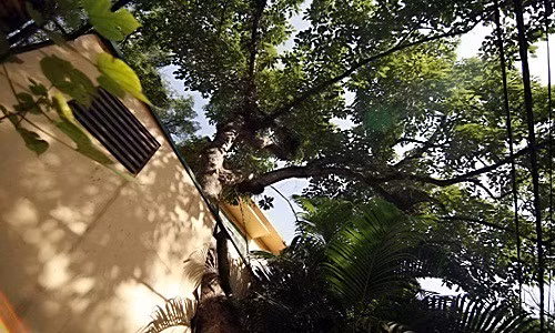 Cây đâm thủng tường và vươn cao trên mái tôn ở phố Bà Triệu, Hà Nội. Ảnh: Anhbaochi.