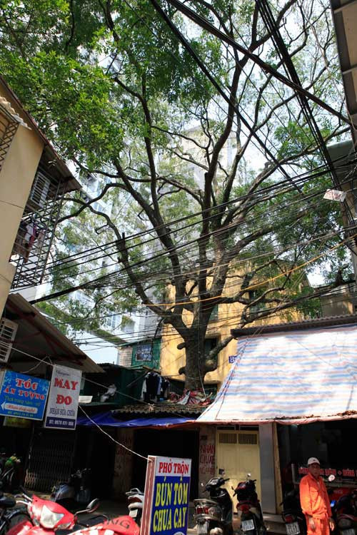 Một cây xà cừ mọc xuyên qua mái nhà trên phố Phạm Ngọc Thạch, Hà Nội. Ảnh: Dân Việt.