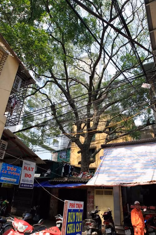 Một cây xà cừ mọc xuyên qua mái nhà trên phố Phạm Ngọc Thạch, Hà Nội. Ảnh: Dân Việt.