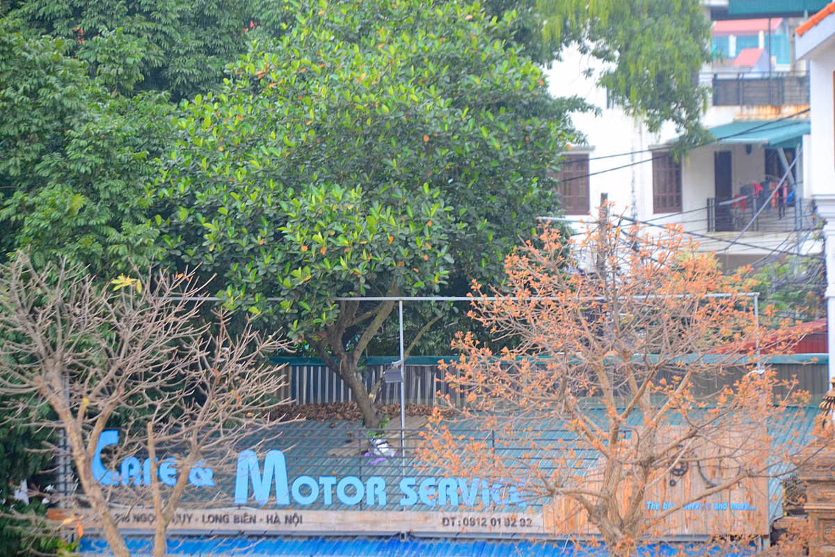 Phần ngọn của cây mít xuyên thủng mái nhà khiến ai ngang qua cũng phải ngoái lại nhìn. Ảnh: Bảo Ngọc.