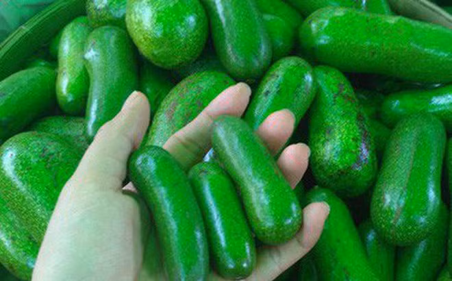 Bạn Lệ (Hà Đông, Hà Nội) vừa đặt mua 2kg bơ không hạt mini trên chợ mạng nhưng phải 3 ngày nữa mới nhận được hàng. Ảnh: Người lao động.