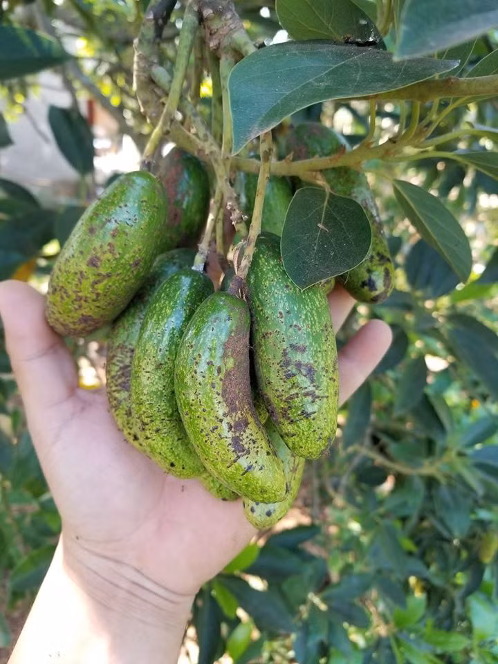 Chị Thúy (một người bán hoa quả ở Hà Nội) cho biết, loại bơ này chưa xuất hiện tại các chợ vì còn khá hiếm. Vì thấy lạ nên khá đông khách tìm mua thử. Ảnh: FB Le Van Thang.