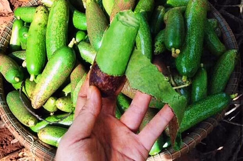 Một số người bán tiết lộ, đây là bơ lấy từ vườn ở Đà Lạt (Lâm Đồng). Do đầu vụ thu hoạch cộng với chi phí vận chuyển cao trong mùa dịch nên giá hơi cao. Ảnh: Traicaydungmap.