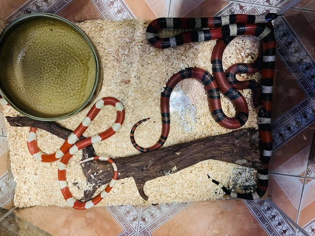 Trong số những con rắn cảnh của anh Thái, có con rắn vua Mexican King Black mang hình hài và màu sắc của một chiến binh được nhập khẩu từ Mỹ, trị giá khoảng 10 triệu đồng. Ảnh: Dân Việt.