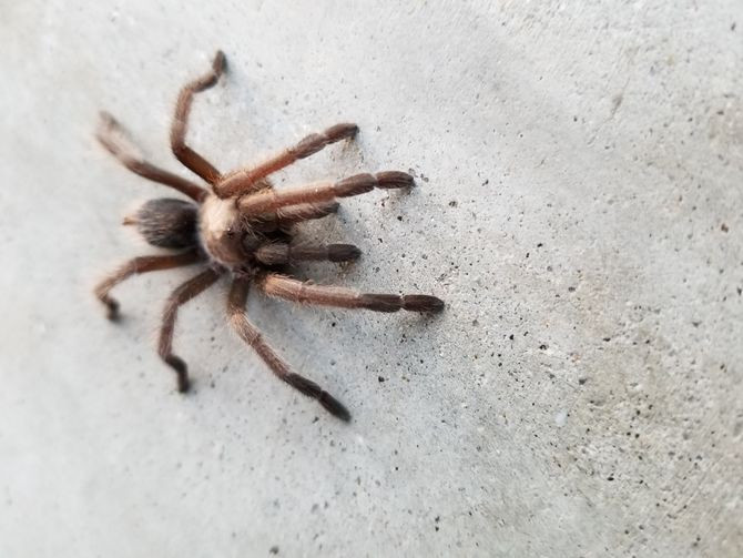 Loài nhện này chủ yếu có xuất xứ từ Mexico. Sau khi nhập về Việt Nam, nhện khổng lồ có giá tới vài trăm nghìn đồng, nhện trưởng thành giá vài triệu đồng/con. Ảnh: Wikihow. Video: Đại gia Việt lùng sục cá ‘khủng long 6 sừng. Nguồn: VTC14