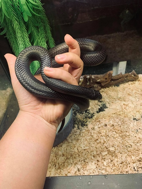 Anh Trần Thái (trú tại Bình Thạnh, TP HCM) bắt đầu nuôi các loại động vật nhập khẩu cách đây khoảng 4 năm. Anh hiện sở hữu sở thú riêng trị giá khoảng hơn 100 triệu đồng với 10 con rắn cảnh, 3 con chó, 1 con mèo, 1 con cú mini, 1 con rồng Úc, 1 con rùa châu Phi, 2 con ếch và 1 bầy gián Madagasca. Ảnh: Dân Việt.