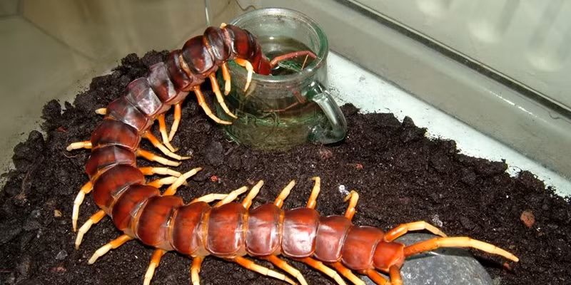 Trước đây, rết thường là nỗi ám ảnh, khiếp sợ đối với nhiều người tuy nhiên, vài năm trở lại đây rết lại được nhiều dân chơi sinh vật cảnh “chuộng” mua làm vật cưng trong nhà. Ảnh: Yan.