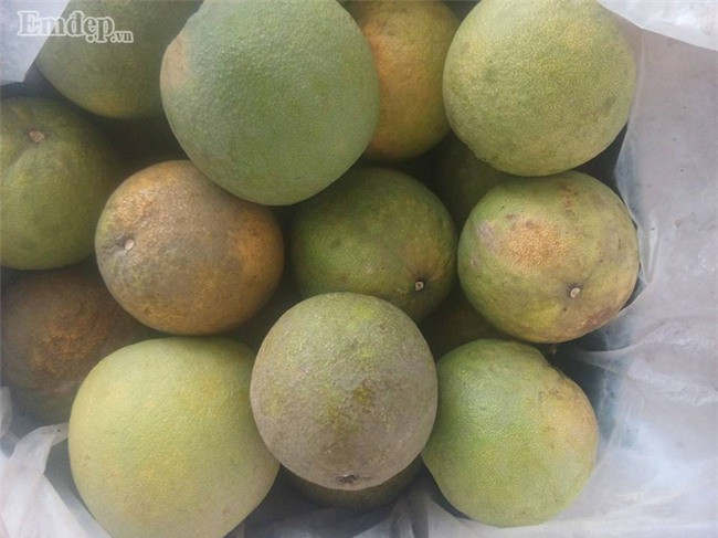 Ngoài ra, một số vùng quê ở Việt Nam trồng nhiều giống bưởi tự phát (hay gọi bưởi quê). Tuy nhiên, loại bưởi này chỉ bằng 2/3 trọng lượng quả bưởi Trung Quốc cỡ trung bình. Ảnh: Em đẹp.