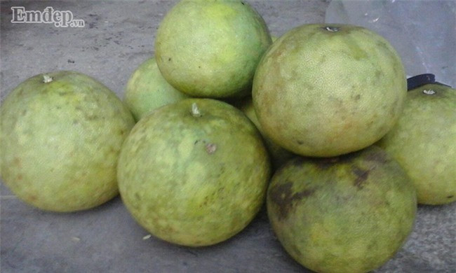 Vỏ bưởi quê có màu xanh và vị dôn dốt chua, kể cả khi chín, bưởi ta vẫn có màu vàng xanh, nhiều chỗ bị rám. Ảnh: Em đẹp.