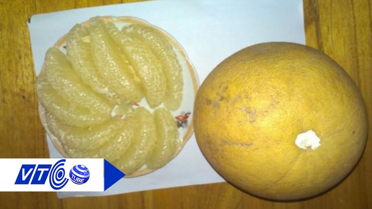 Điểm khác biệt nữa là hai loại bưởi này vỏ ngoài tuy màu vàng nhưng lại không vàng bóng như bưởi Trung Quốc. Múi bưởi Diễn và bưởi Đoan Hùng khá nhỏ nhưng tép rất nhiều nước, ăn có vị ngọt, mùi thơm thanh khiết dễ chịu. Ảnh: VTC.