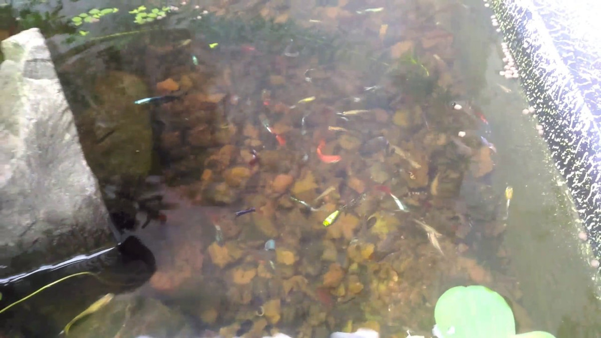 Tại các vùng quê hoặc ngoại thành Hà Nội, xỉ than tổ ong rất phổ biến, có thể chỉ là đồ bỏ đi. Thế nhưng, ở các thành phố lớn, việc kiếm được than tổ ong không hề đơn giản do các gia đình và nhà hàng đều chuyển qua dùng bếp điện.