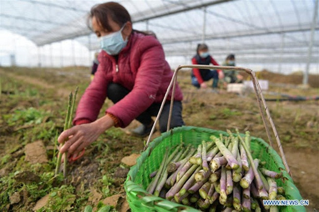 Thời điểm buổi sáng là lúc thu hoạch măng tây lý tưởng nhất nhưng cũng có thể thu hoạch loại rau này lúc chạng vạng tối.
