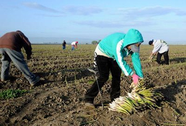 Người trồng có công thức thu hoạch 1-2-4-8 tuần: thu hoạch trong 1 tuần ở năm thứ hai, 2 tuần năm thứ ba, 4 tuần năm thứ tư và lên đến 8 tuần năm thứ năm và năm tiếp theo.