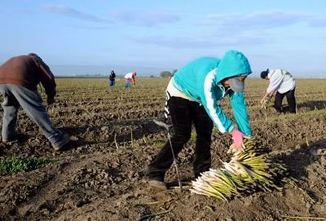 Người trồng có công thức thu hoạch 1-2-4-8 tuần: thu hoạch trong 1 tuần ở năm thứ hai, 2 tuần năm thứ ba, 4 tuần năm thứ tư và lên đến 8 tuần năm thứ năm và năm tiếp theo.