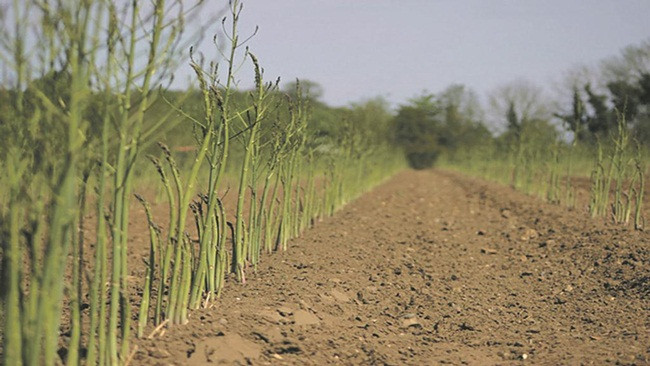 Đây là loại rau không dành cho người muốn thu hoạch nhanh bởi măng tây mất 3 năm mới có thể thu hoạch đầy đủ.