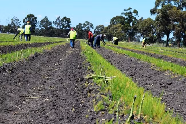 Chúng được dùng ăn kèm với các món thịt nướng hoặc làm súp cua... đây đều là những món có giá trị dinh dưỡng cao.