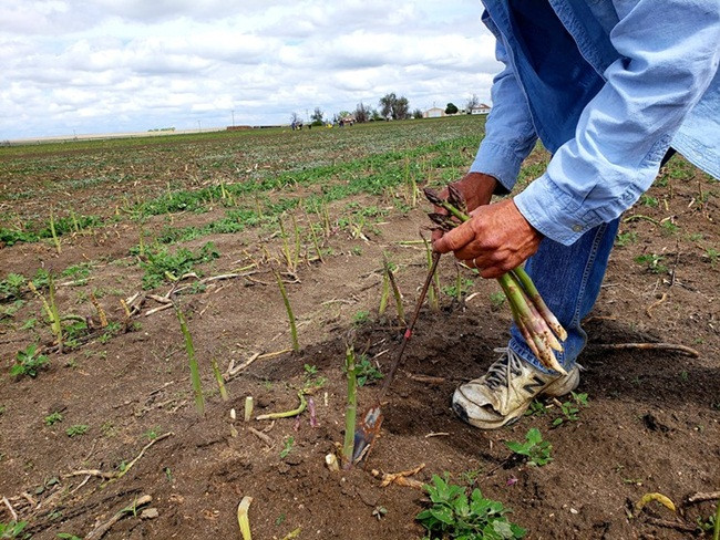 Ở Việt Nam, măng tây đã được trồng ở nhiều nơi và đưa lại thu nhập cao cho người dân.