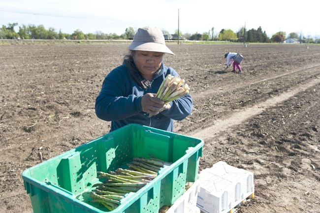 Ở thời điểm thu hoạch, măng tây có thể dài tới 20cm.