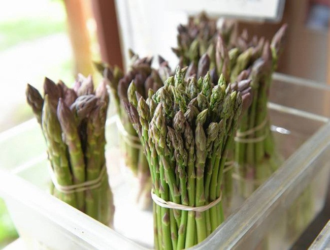 Sau năm thứ ba, trong những năm tiếp theo, chồi măng tây sẽ vươn lên vào mùa xuân để thu hoạch.