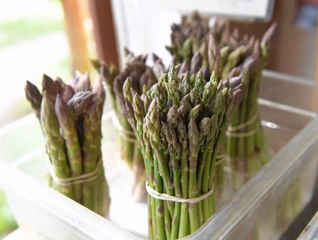 Sau năm thứ ba, trong những năm tiếp theo, chồi măng tây sẽ vươn lên vào mùa xuân để thu hoạch.