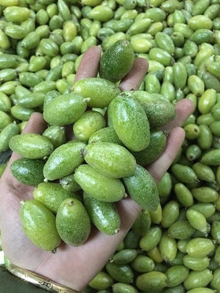 Đầu mùa, giá nhót xanh khá cao được đẩy lên khá cao, từ 150.000 - 200.000 đồng/kg.